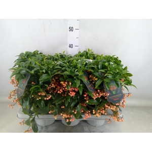 Ardisia crenata 'Bos Premium Salmo'
