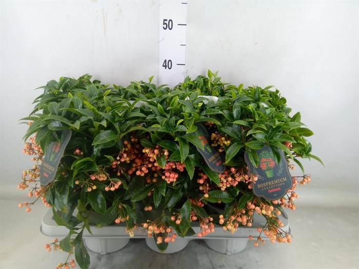 <h4>Ardisia crenata 'Bos Premium Salmo'</h4>