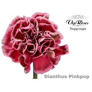 DI ST PINKPOP