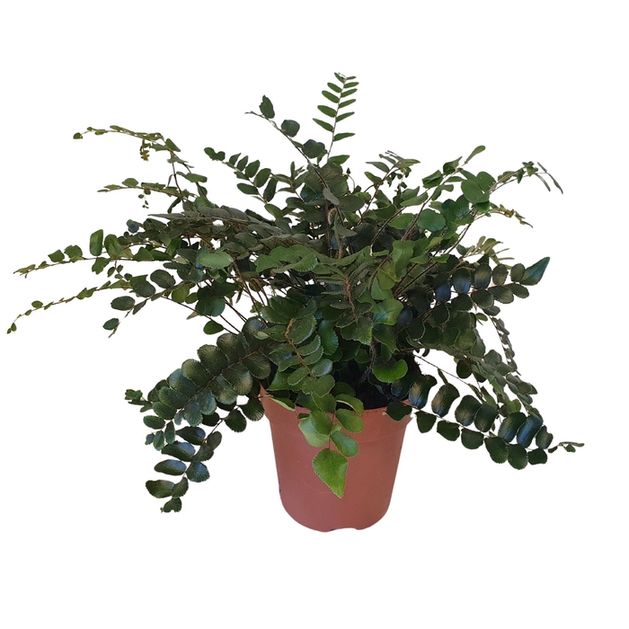 <h4>Pellaea rotundifolia</h4>