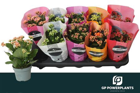 <h4>Kal Ge Perf Gem 5 Kl</h4>