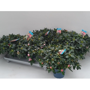 RHODO SI V GEM 6 SRT