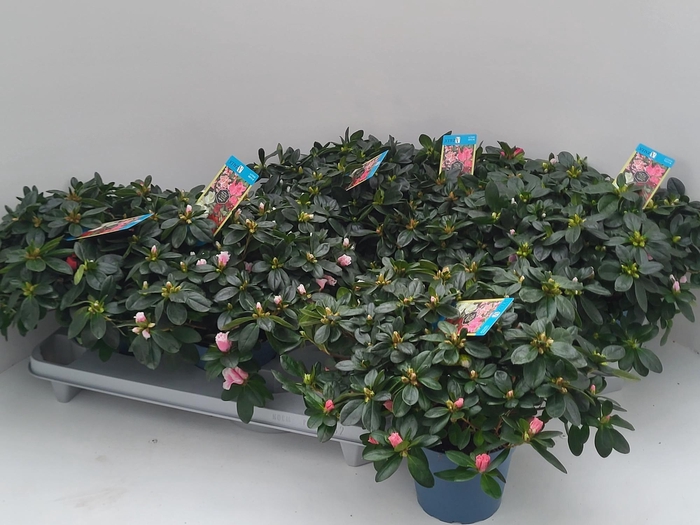 <h4>RHODO SI V GEM 6 SRT</h4>