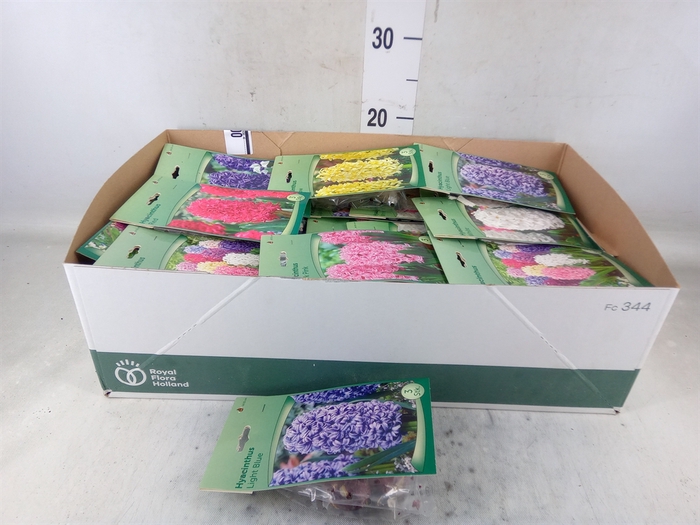 <h4>Hyacinthus   ...flowerbulbs</h4>