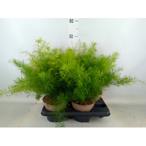 Asparagus dens. 'Sprengeri'