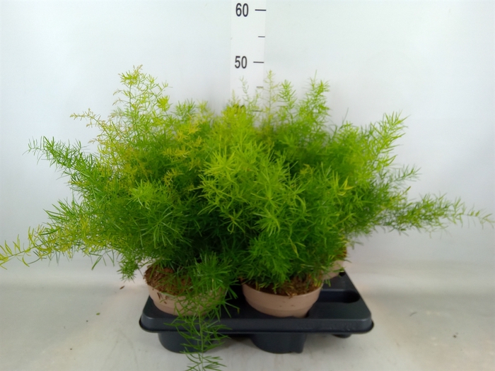 <h4>Asparagus dens. 'Sprengeri'</h4>