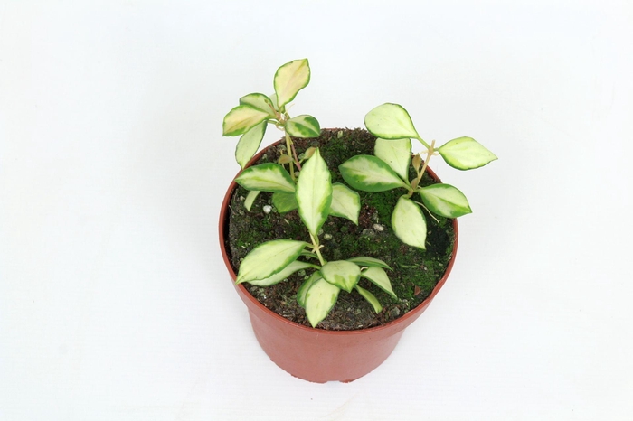 <h4>Hoya Heuschkeliana (inner variegated) 12 cm</h4>