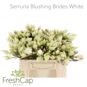 Serruria Blushing Brides White 1-3 Flwrs