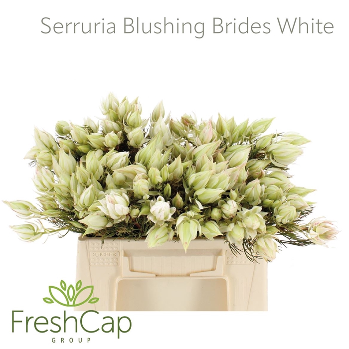 <h4>Serruria Blushing Brides White 1-3 Flwrs</h4>