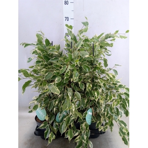 Ficus benja. 'Twilight'