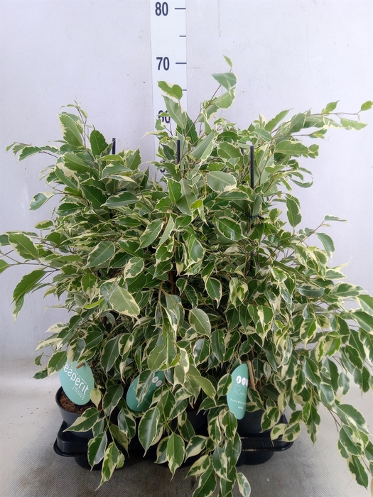 <h4>Ficus benja. 'Twilight'</h4>