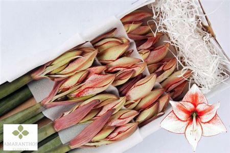 <h4>Hipp Di Charisma</h4>