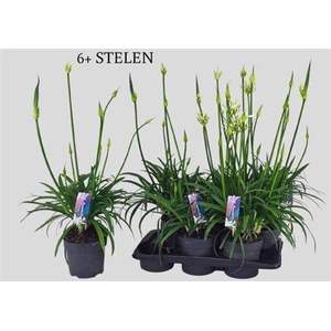 Agapanthus Pitchoune White