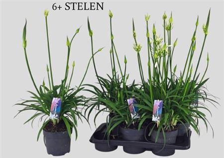<h4>Agapanthus Pitchoune White</h4>