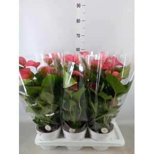 Anthurium andr. 'Pink Champion'