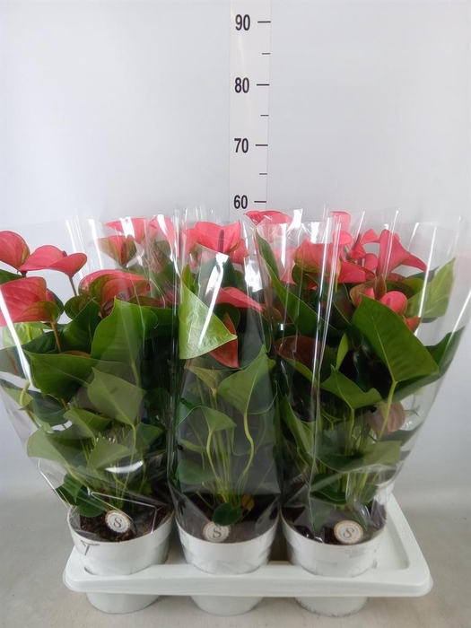 <h4>Anthurium andr. 'Pink Champion'</h4>