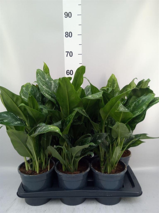 <h4>Aglaonema   ...</h4>