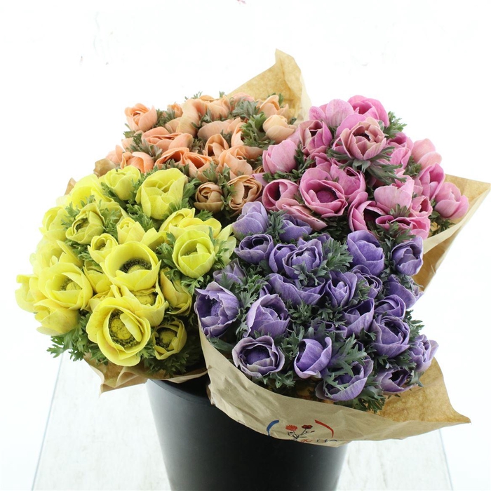 <h4>Anemone Powder Mix In Th Bucket</h4>