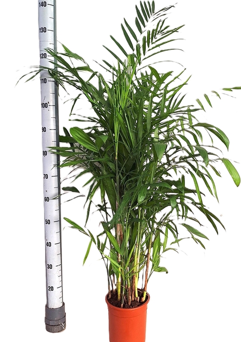 <h4>CHAMAED SEIFRIZII</h4>