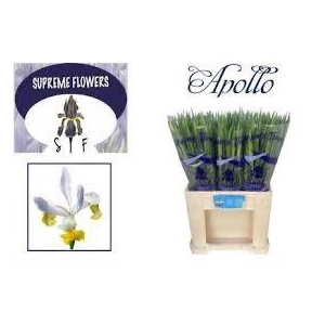 IRIS APOLLO