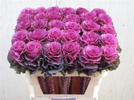 <h4>Brass Elegance</h4>