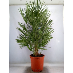 Chamaerops humilis