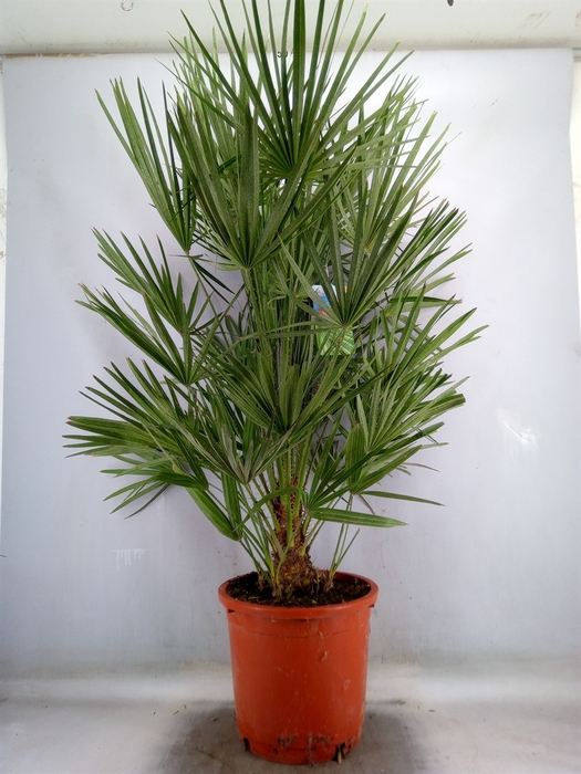 <h4>Chamaerops humilis</h4>