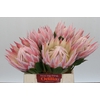 Protea Cynaroides Grande