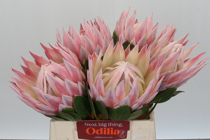 Protea Cynaroides Grande