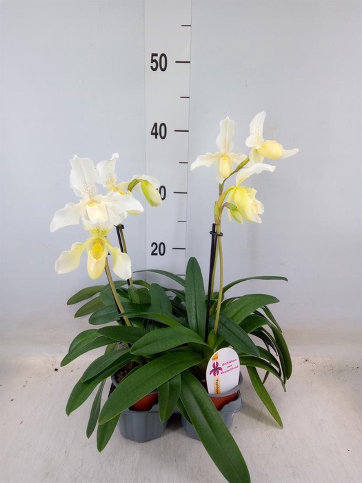 <h4>Paphiopedilum   ...</h4>