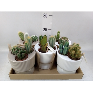 Cactus   ...