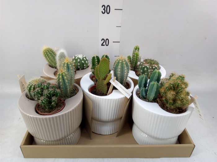 <h4>Cactus   ...</h4>