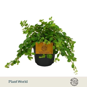 Peperomia Rotundifolia Rondo Venetiano