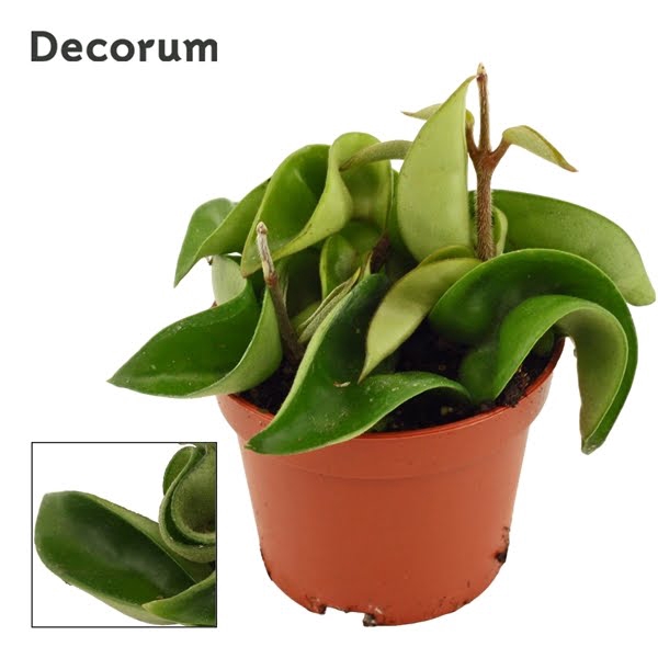 <h4>Hoya carnosa 6 cm Compacta green Decorum</h4>