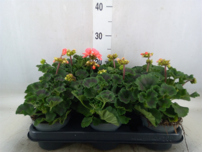 <h4>Pelargonium zona.   ...F1</h4>
