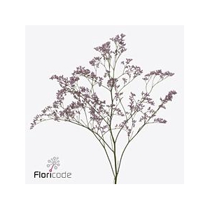 Limonium safora oshi pink