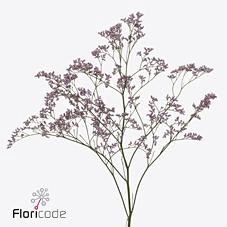 <h4>Limonium safora oshi pink</h4>
