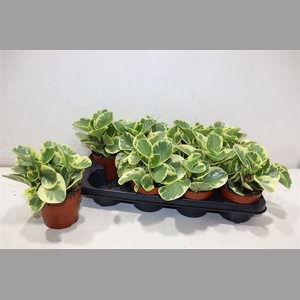 Pep Obt Variegata