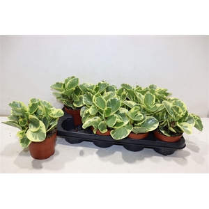 arr8 Pep Obt Variegata