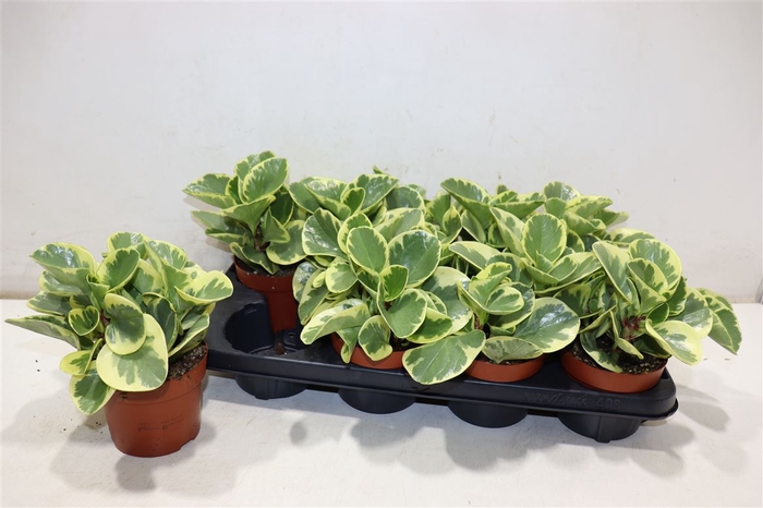 <h4>arr8 Pep Obt Variegata</h4>