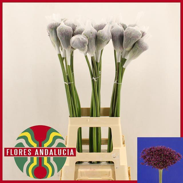 <h4>ALLIUM MERCURIUS</h4>