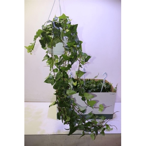 arr8 Hed He Mein Herz