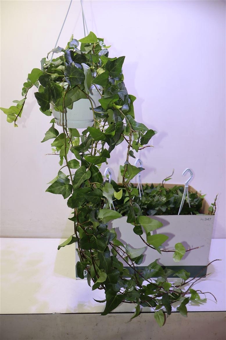 <h4>Hed He Mein Herz</h4>