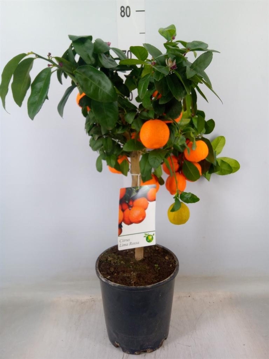 <h4>Citrus   ...</h4>