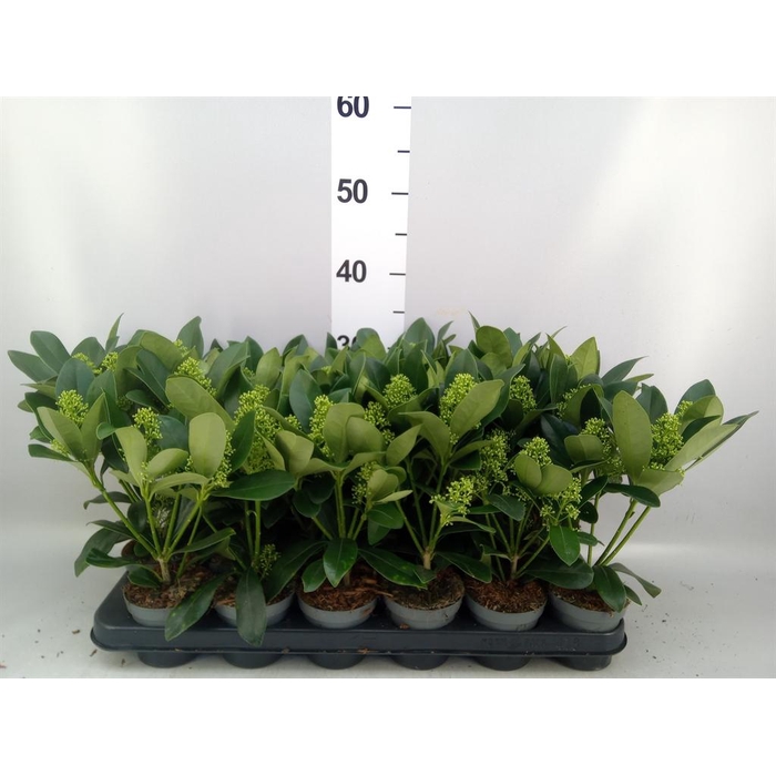 <h4>Skimmia jap. 'Finchy'</h4>