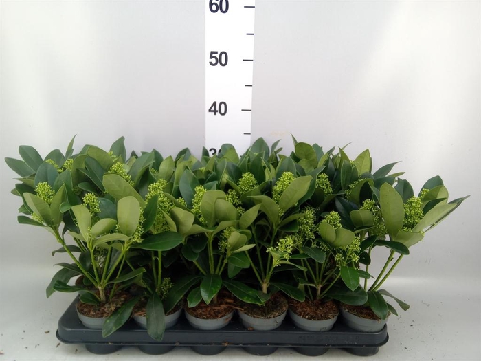 Skimmia jap. 'Finchy'