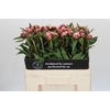 Paeonia Sarah Bernhardt