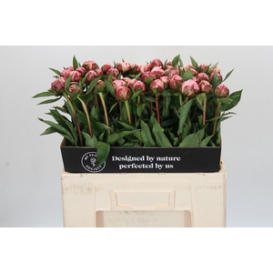 Paeonia Sarah Bernhardt