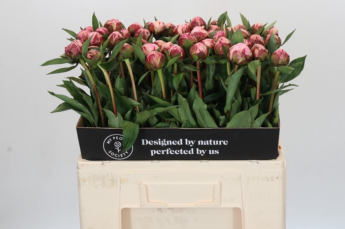 Paeonia Sarah Bernhardt