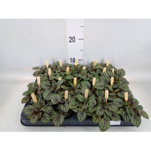 Peperomia albov. 'Piccolo Banda'